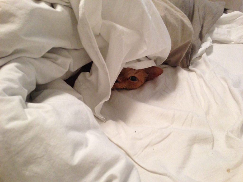cat peeking from under bedsheets