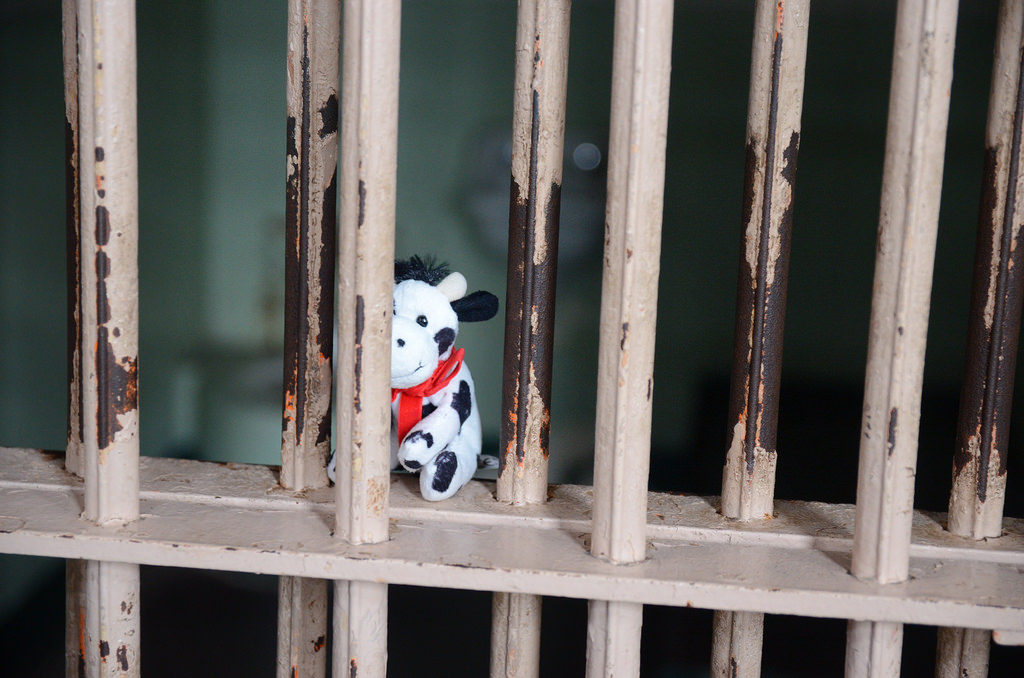 stuffed cow sitting in a jail cell