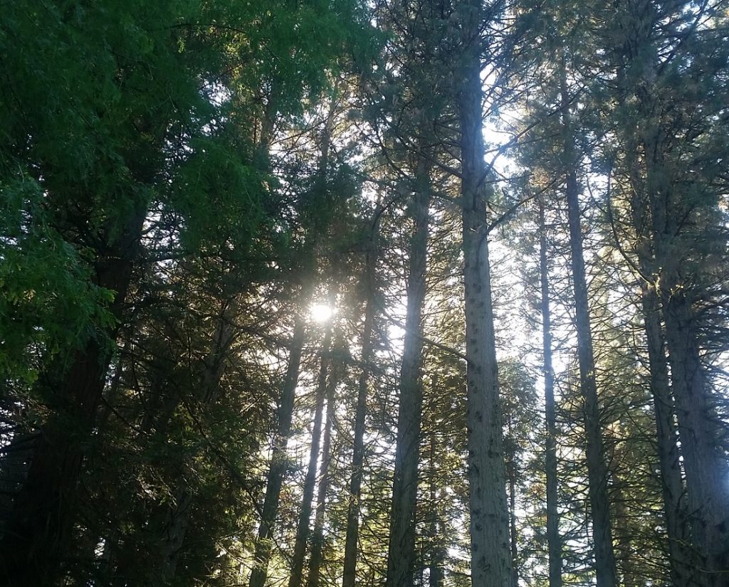 looking up at the sun shining through redwood trees in portland