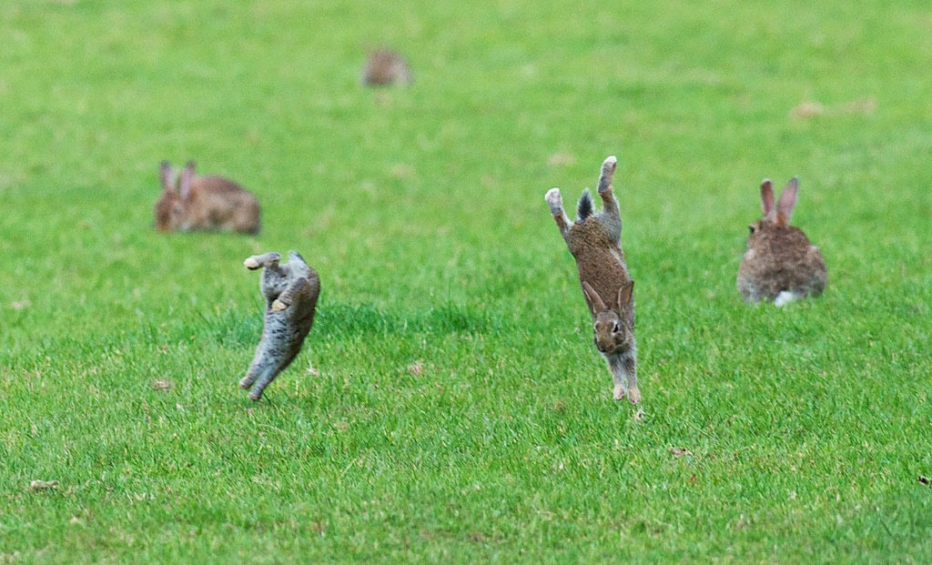 jumping rabbits in a field