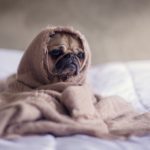 adorable pug wrapped in a blanket on a bed looking sad
