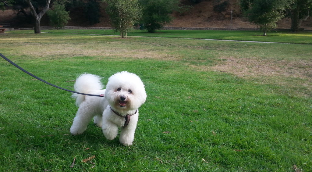 happy white fluffy dog on leash