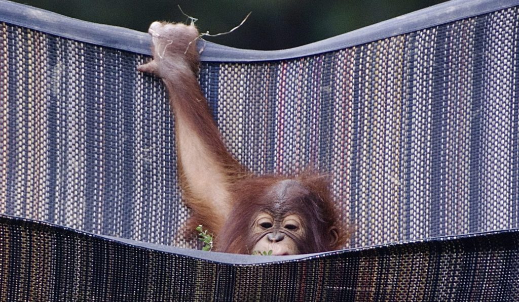 orangutan in hammock