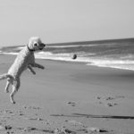 dog leaping for ball